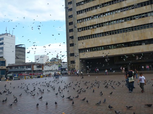 Lots of pigeons